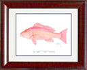 "Red Snapper" Grande Mini Print