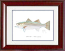 "Striped Bass" Grande Mini Print