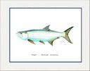 "Tarpon" Grande Mini Print