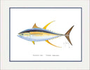 "Yellowfin Tuna" Grande Mini Print
