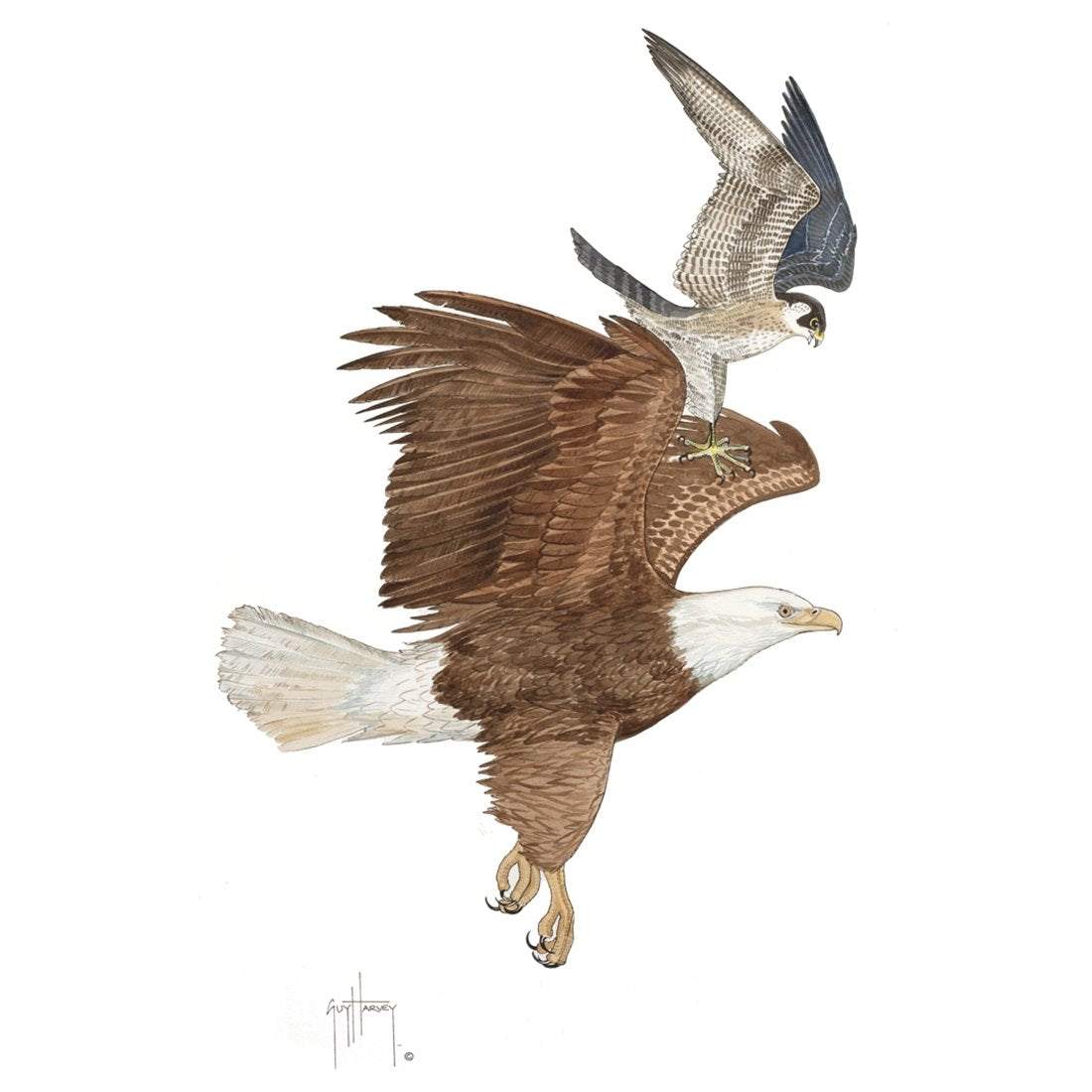 Bald Eagle and Peregrine Falcon View 1