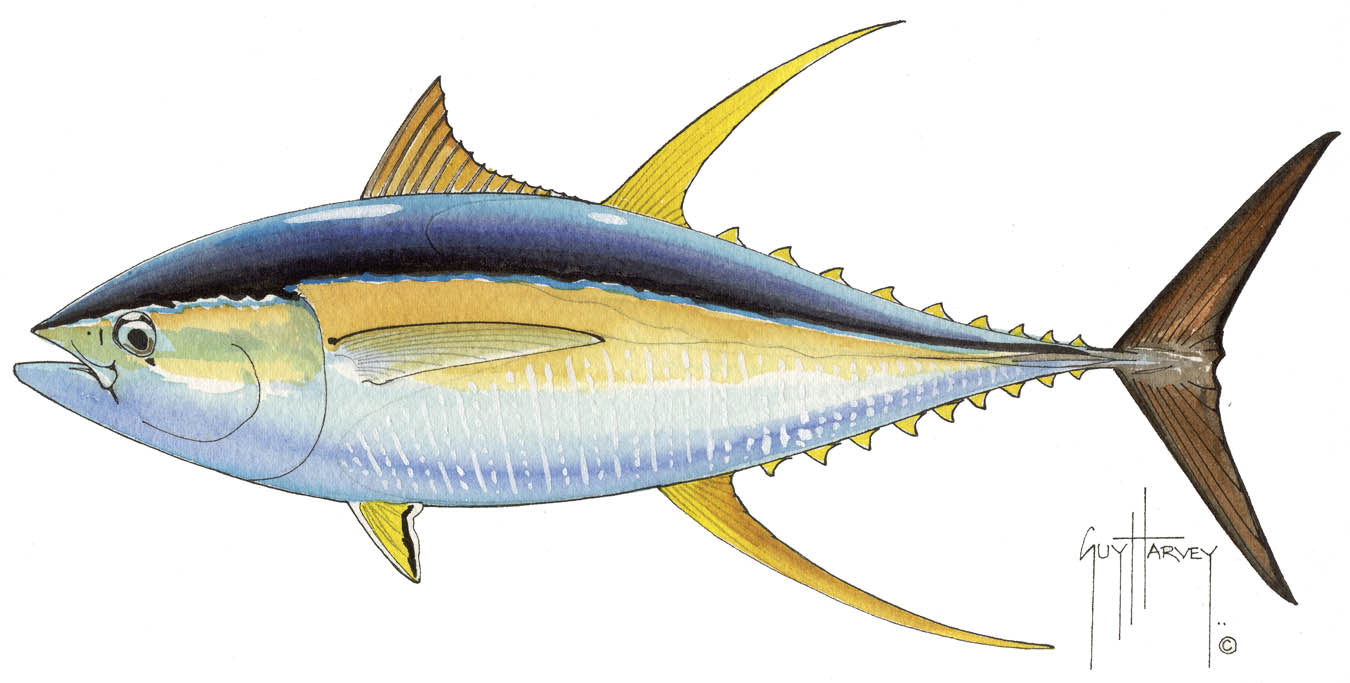 Yellowfin Tuna View 1