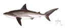 FOTOO BULL SHARK View 1