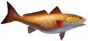 29 INCH REDFISH View 1