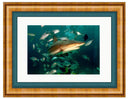 CARIBBEAN REEF SHARK PHOTO ART FRAMED View 1