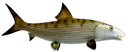 23 INCH BONEFISH View 1