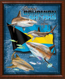 PROTECT BAHAMIAN SHARKS View 1