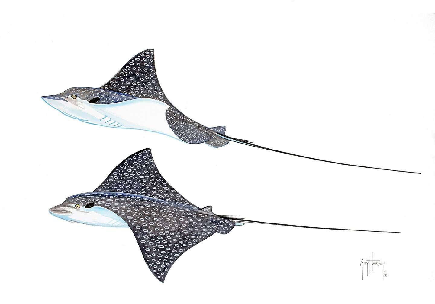 Eagle Ray Pair View 1