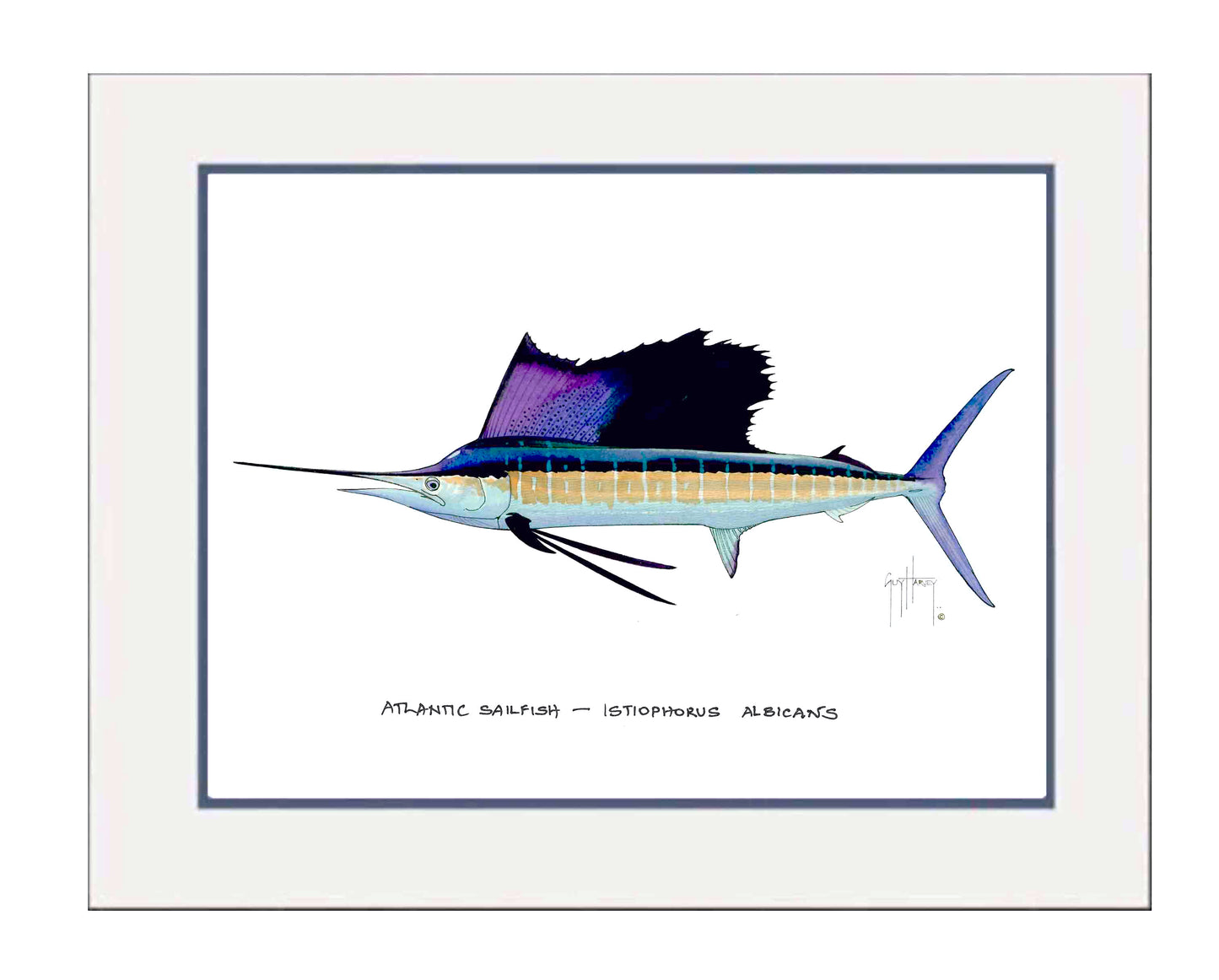 Atlantic Sailfish Mini Print