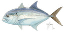 FOTOO GIANT TREVALLY View 1