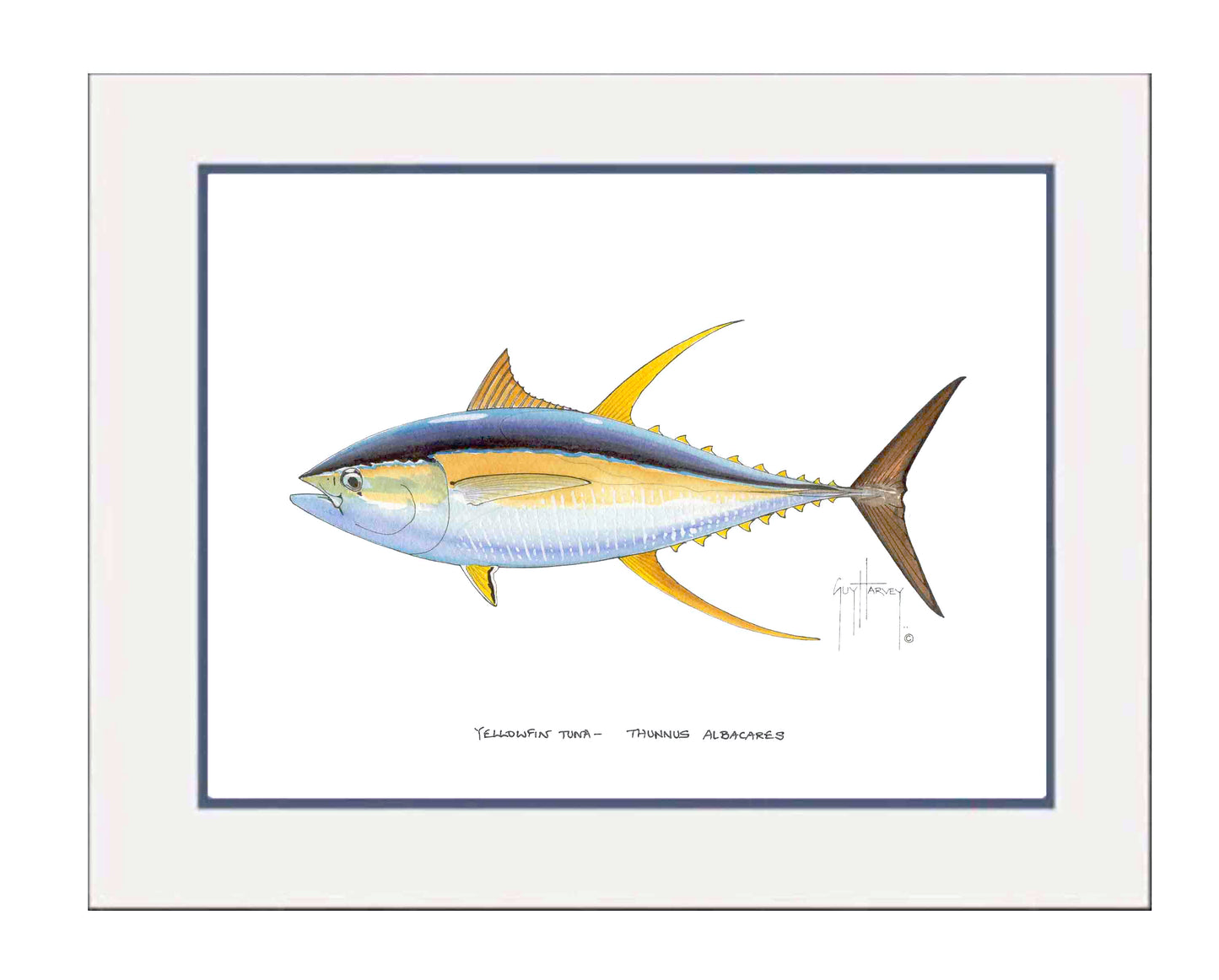 Yellowfin Tuna Mini Print