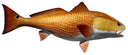 40 INCH REDFISH View 1