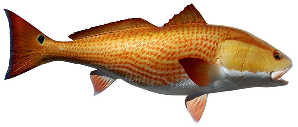 40 INCH REDFISH – Guy Harvey