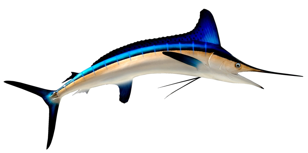 White Marlin Mount View 4