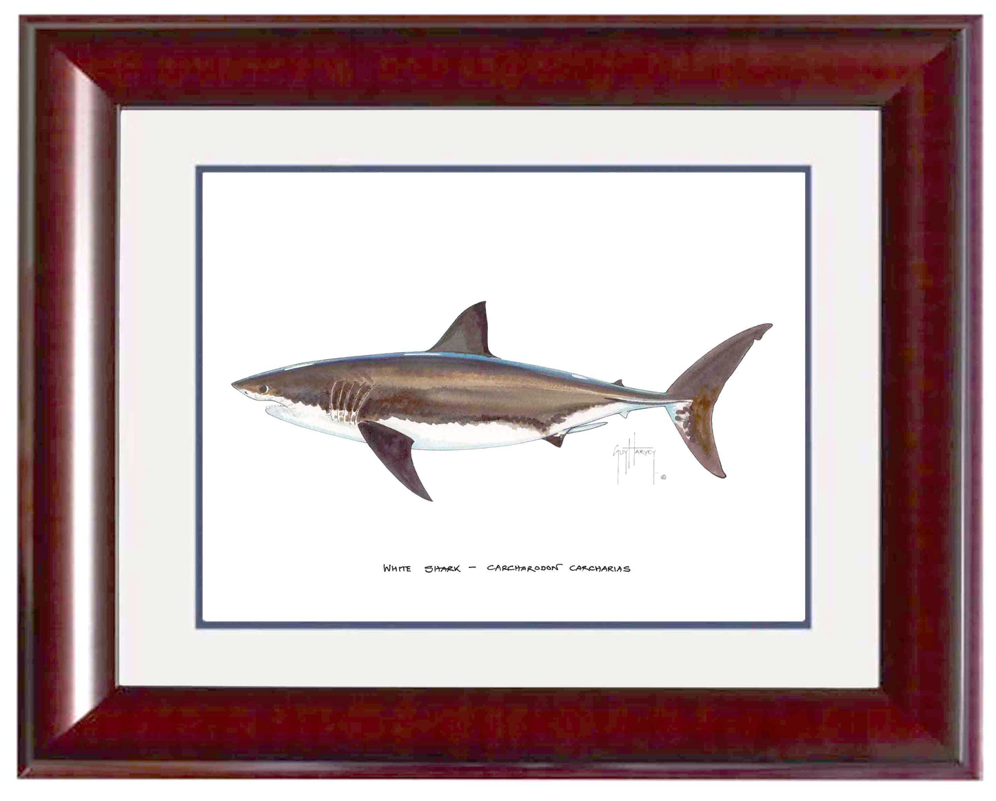 White Shark Mini Print