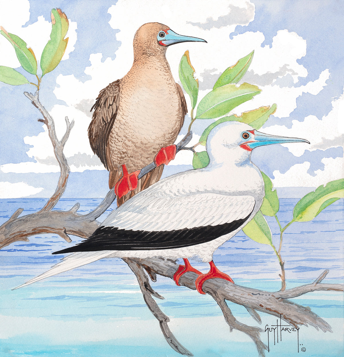 Red Footed Booby View 1