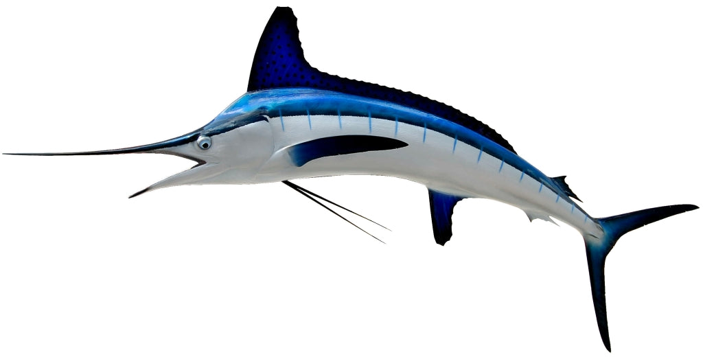 White Marlin Mount View 5