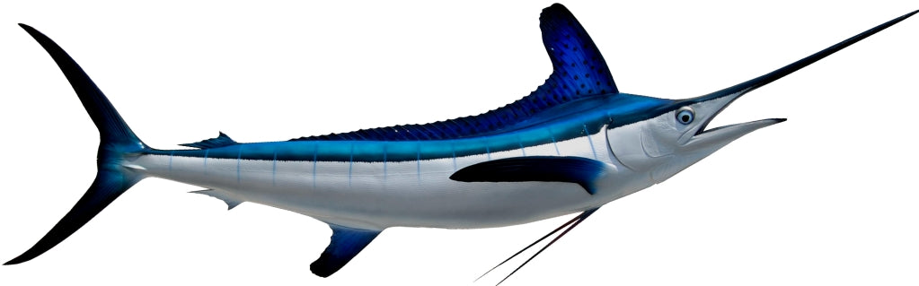 White Marlin Mount View 7