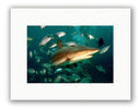 CARIBBEAN REEF SHARK PHOTO ART UNFRAMED View 1