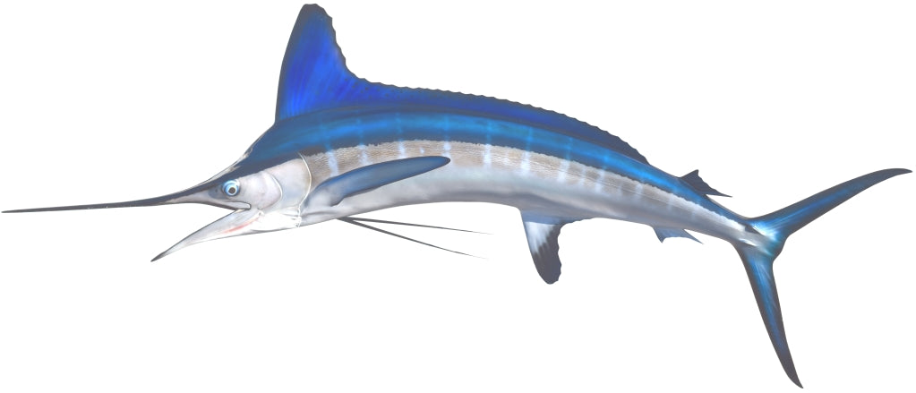 White Marlin Mount View 3