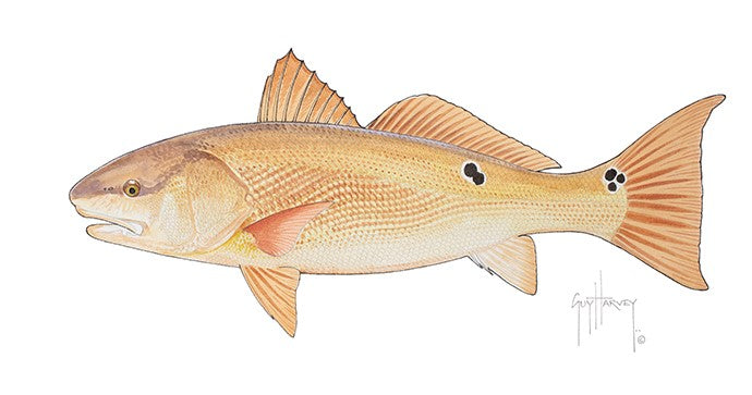 Redfish – Guy Harvey
