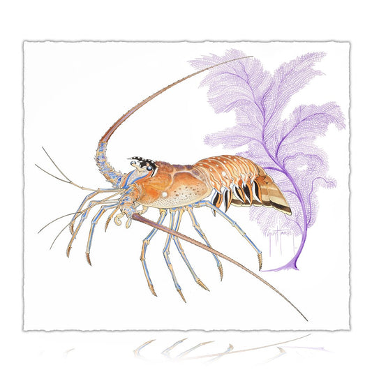 Lobster Mini-Season 2021!