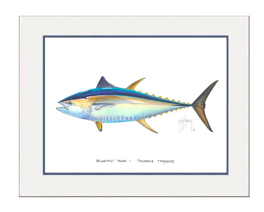 Bluefin Tuna Mini Print