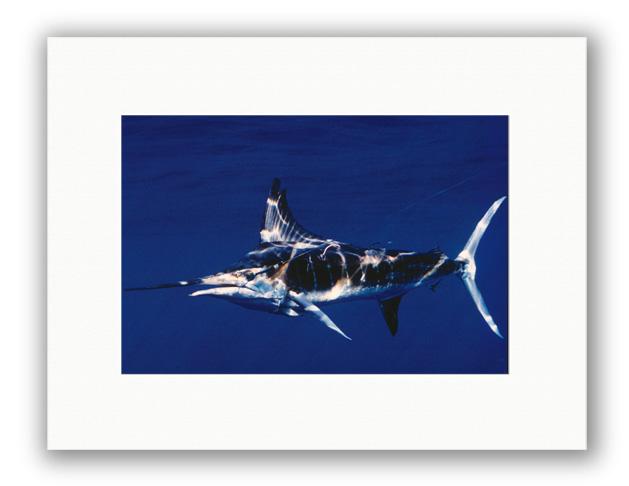 STRIPED TAGGED MARLIN PHOTO ART UNFRAMED View 1