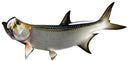 36 INCH TARPON View 1