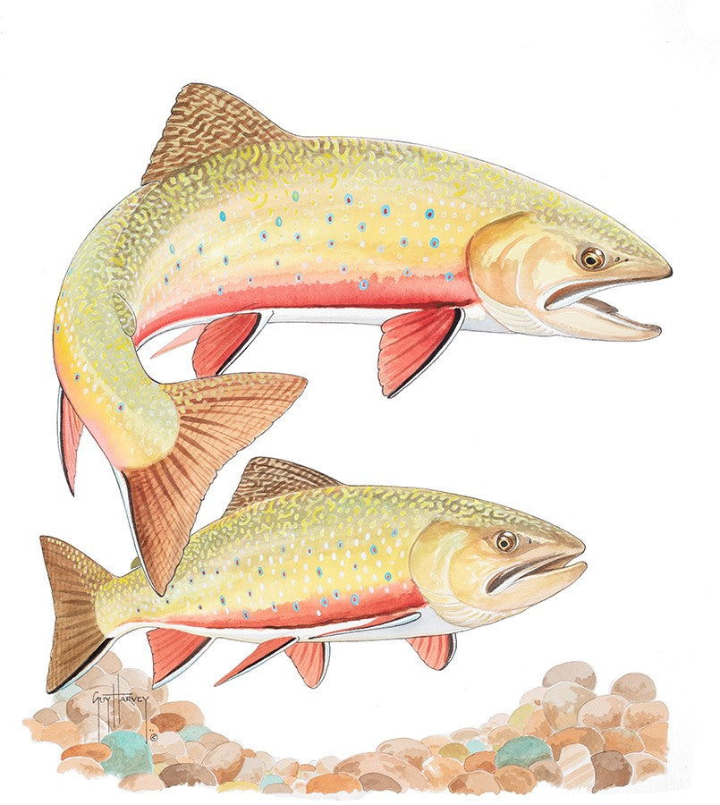 Two Brook Trout II