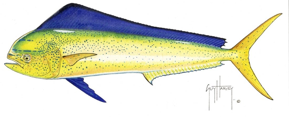 FOTOO-DOLPHINFISH (FEMALE) View 1