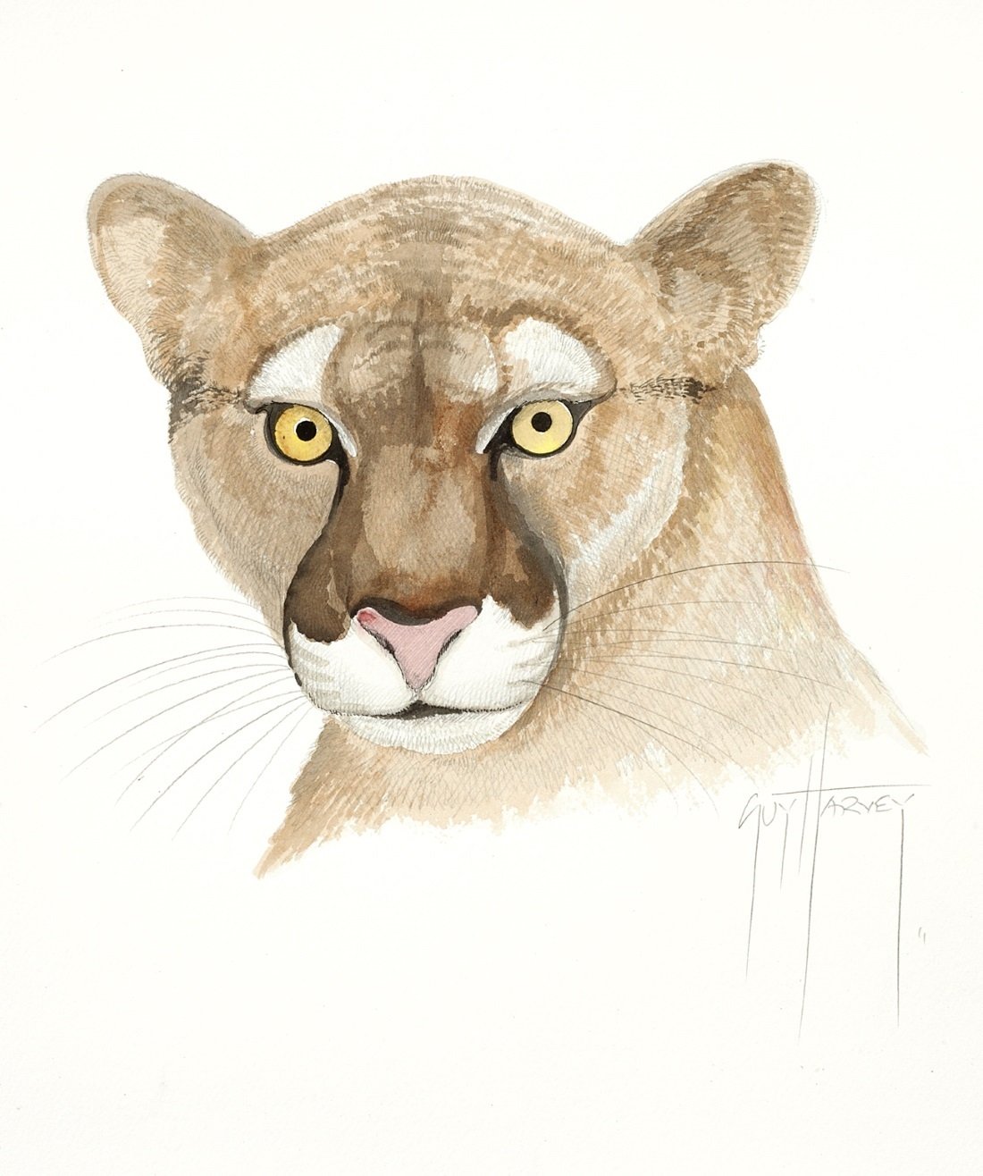 FLORIDA PANTHER(HEAD) – Guy Harvey