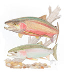 Steelhead Trout View 1