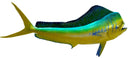 56 INCH DOLPHIN View 1