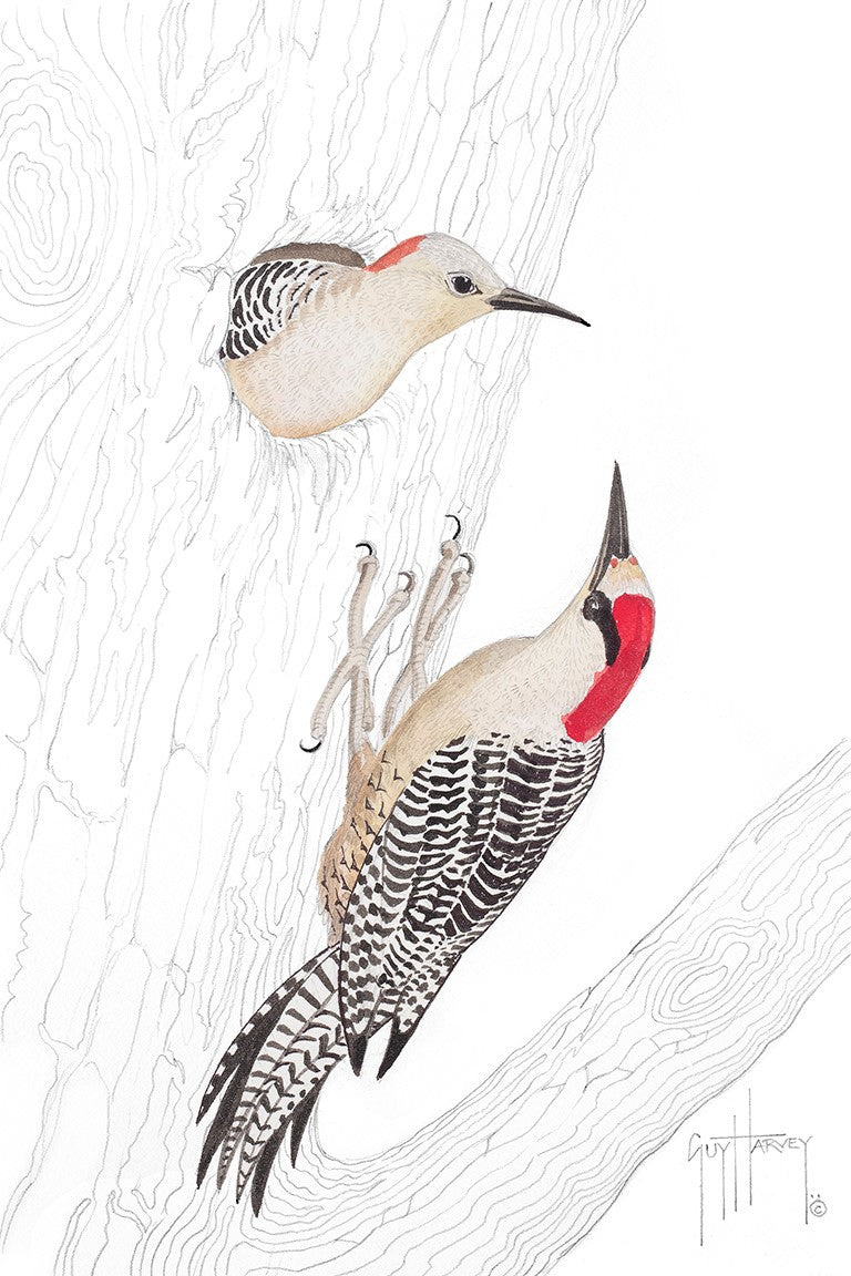 West Indian Woodpecker Pair II