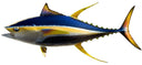 55 INCH YELLOWFIN TUNA View 1