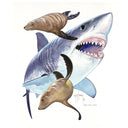 GREAT WHITE AND SEA LIONS View 1