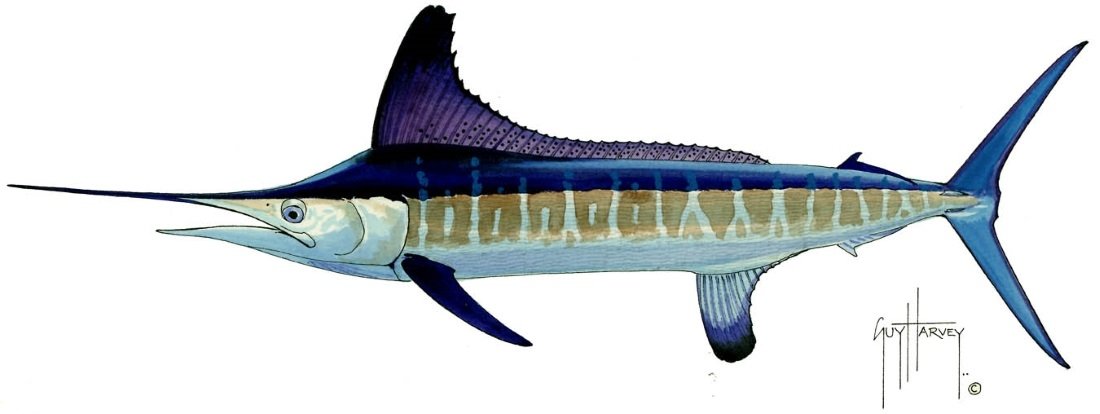 FOTOO ROUNDSCALE SPEARFISH
