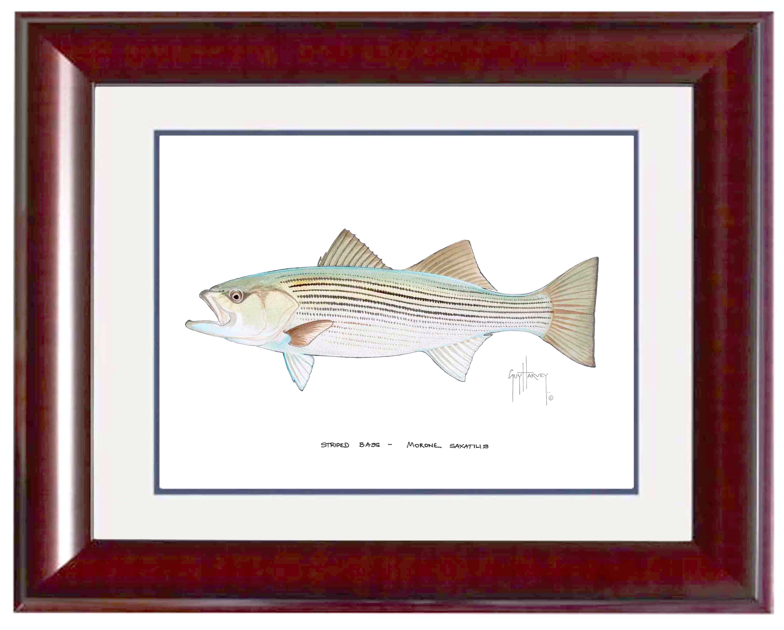 Striped Bass Mini Print View 2