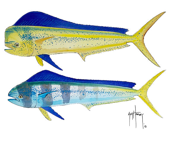 Mahi Pair – Guy Harvey