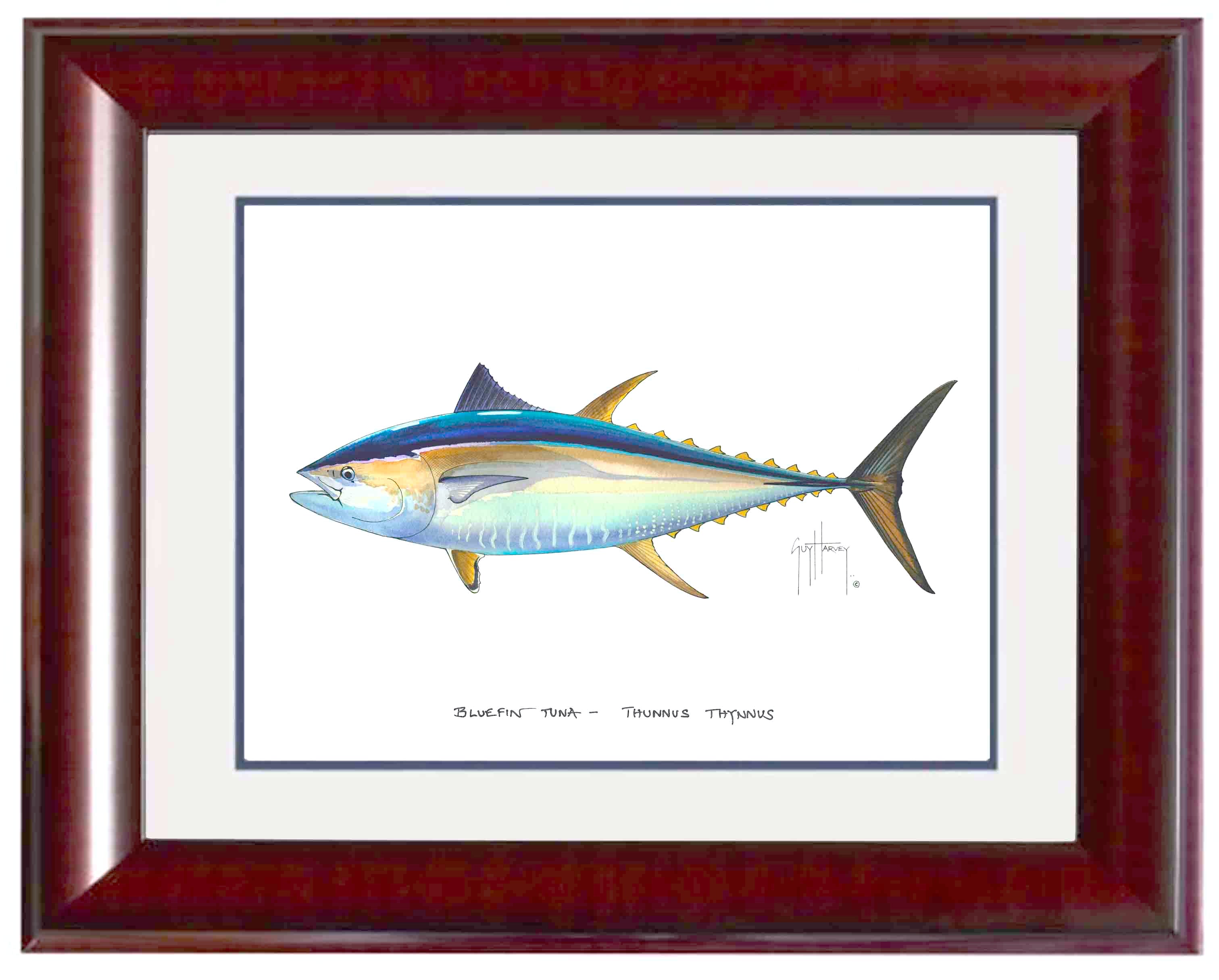 Bluefin Tuna Mini Print View 2