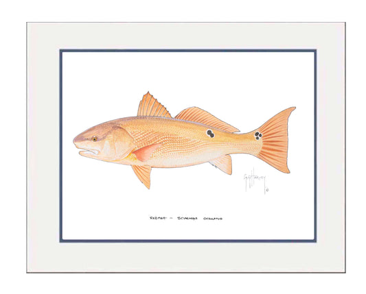 Redfish Mini Print