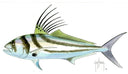 FOTOO ROOSTERFISH View 1
