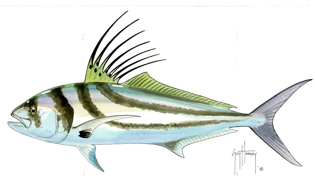 FOTOO ROOSTERFISH